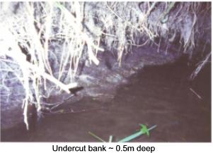 Undercut bank ~ 0.5m deep-Click image to go to larger photograph