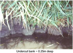 Undercut bank ~ 0.25m deep-Click image to go to larger photograph