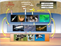 Avian Botulism in Distressed Great Lakes Environments