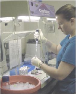 Conducting DNA fingerprinting of E. coli. 